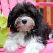 royal flush havanese black and white male havanese puppy
